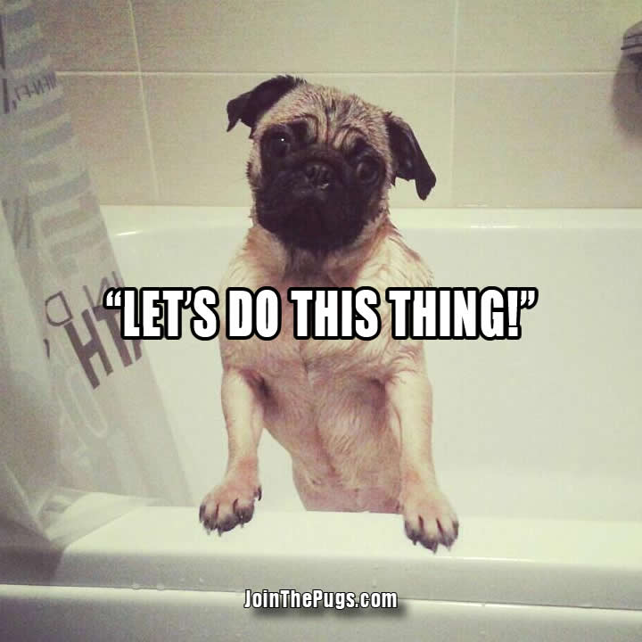 Pug is Ready for Bath - Join the Pugs