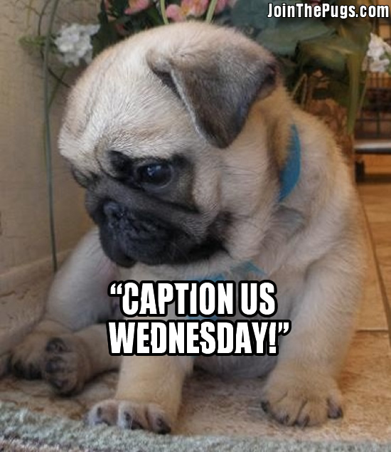 Caption Us Wednesday May 22, 2013 • Join The Pugs