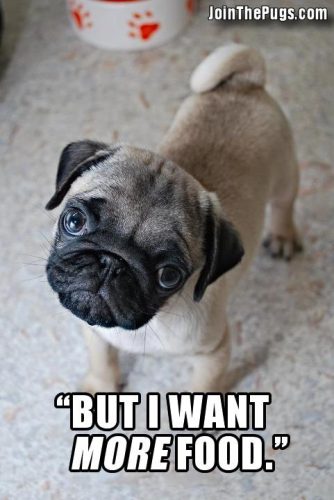 Pug Wants More Food • Join The Pugs