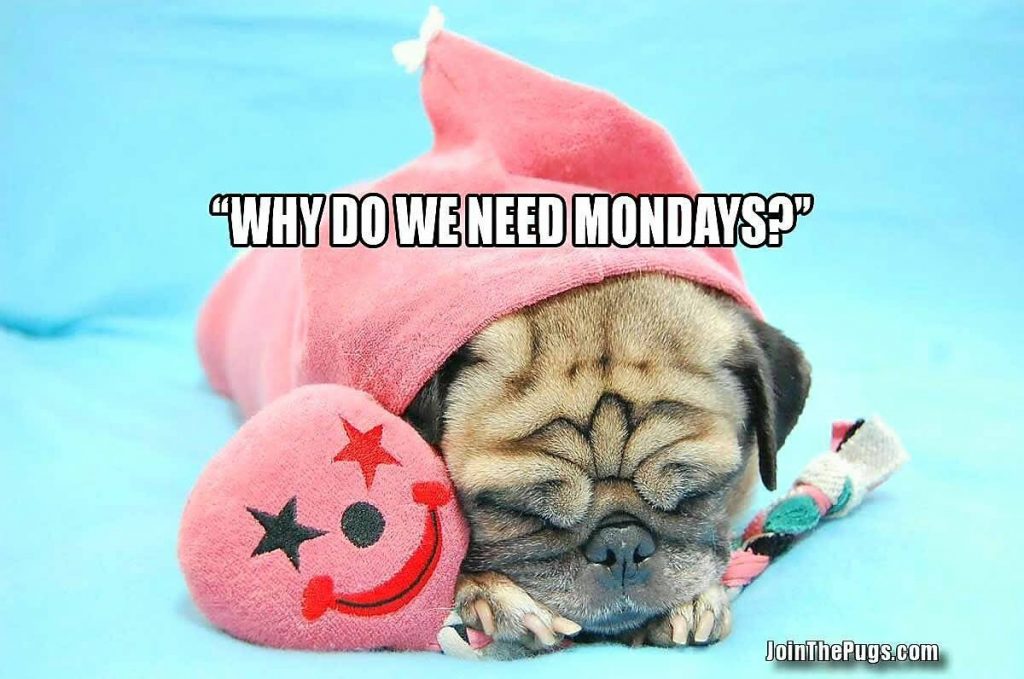 Pug asks why do we need Monday's? • Join The Pugs