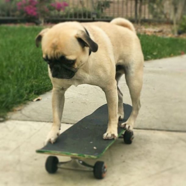 Pug Rides Skateboard • Join The Pugs