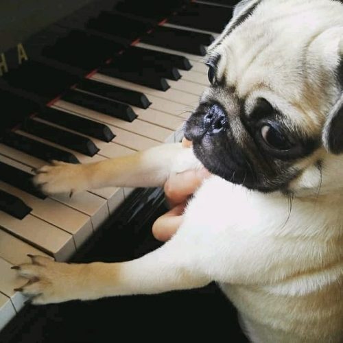 Pug Plays Piano for You • Join The Pugs