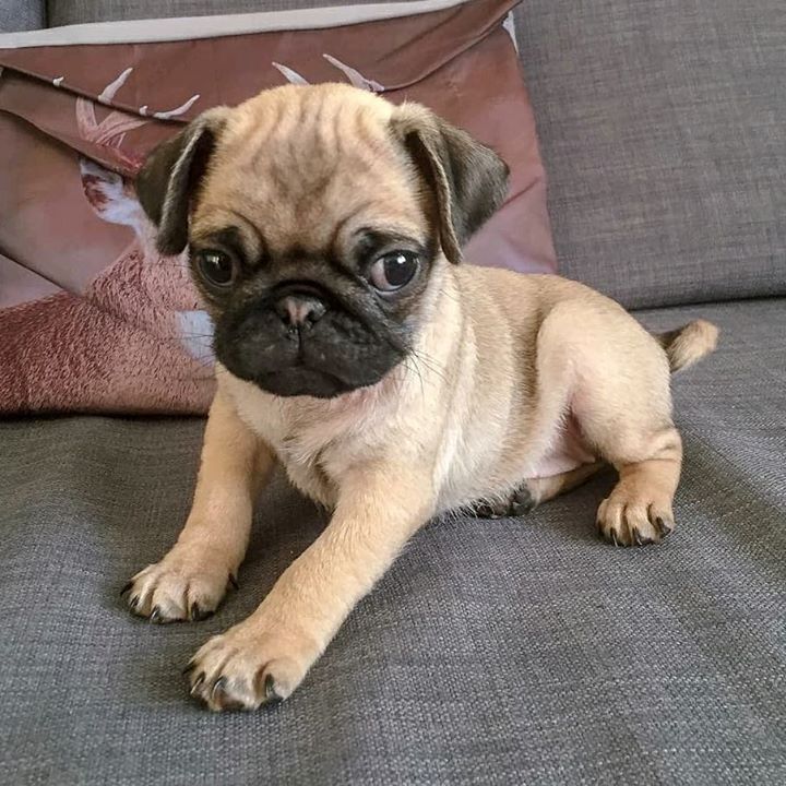 Your home for Pug cuteness - Join the Pugs