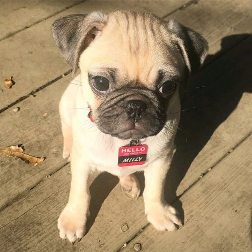 Thank you to cutie Milly the Pug • Join The Pugs